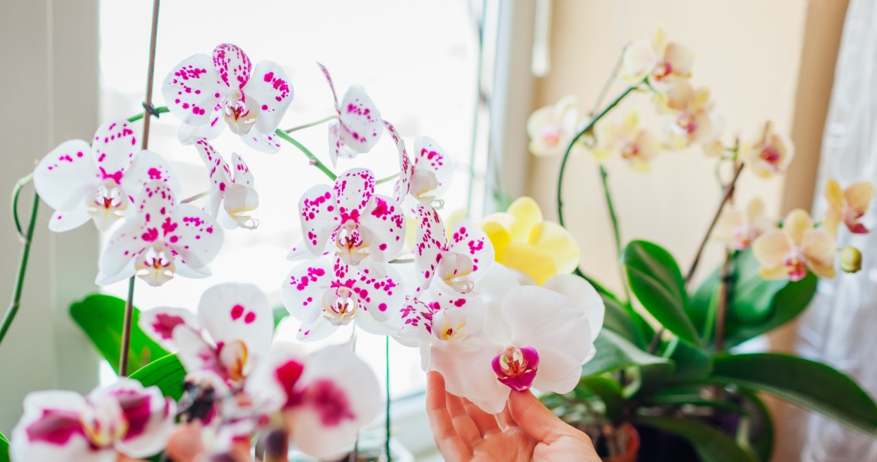 Jeśli storczyki nie chcą wydawać nowych pąków, warto zastosować trik z jabłkiem. /123RF/PICSEL