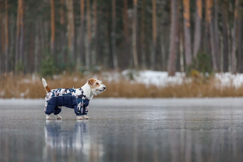 Jeśli w okolicy jest zamarznięte jezioro, nie powinniśmy spuszczać psa ze smyczy. /123RF/PICSEL