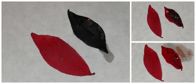 Jeśli wstawimy czerwony liść do środowiska zasadowego, przybierze bardzo ciemnofioletową barwę. Proces jest do pewnego stopnia odwracalny - po zanurzeniu liścia w środowisku kwasowym, jest on w stanie na pewien czas odzyskać czerwoną barwę. /Grzegorz Jasiński, RMF FM /RMF FM