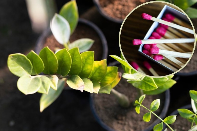 Jeśli wszystkie metody zawiodły, sięgnij po babciny trik. Co dają zapałki w doniczce? 