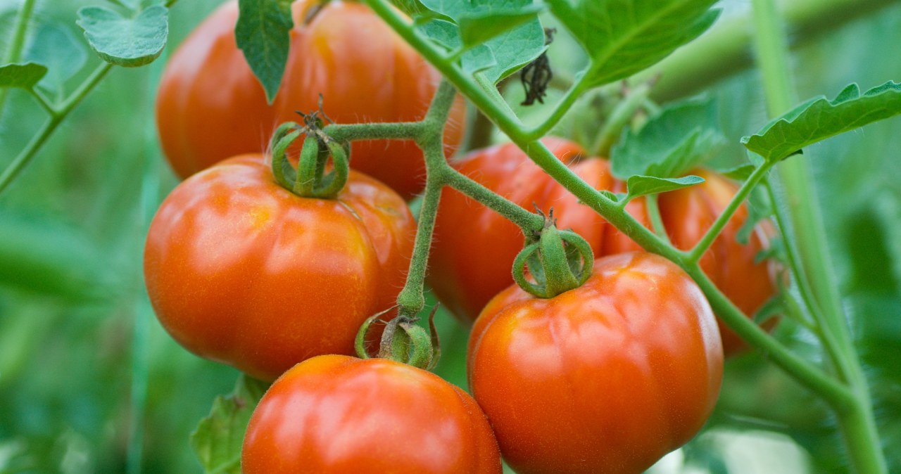 Jeśli zależy ci na obfitych plonach, zadbaj o odpowiednie sąsiedztwo dla pomidorów. Przemyśl to jeszcze, zanim posadzisz rośliny /Pixel