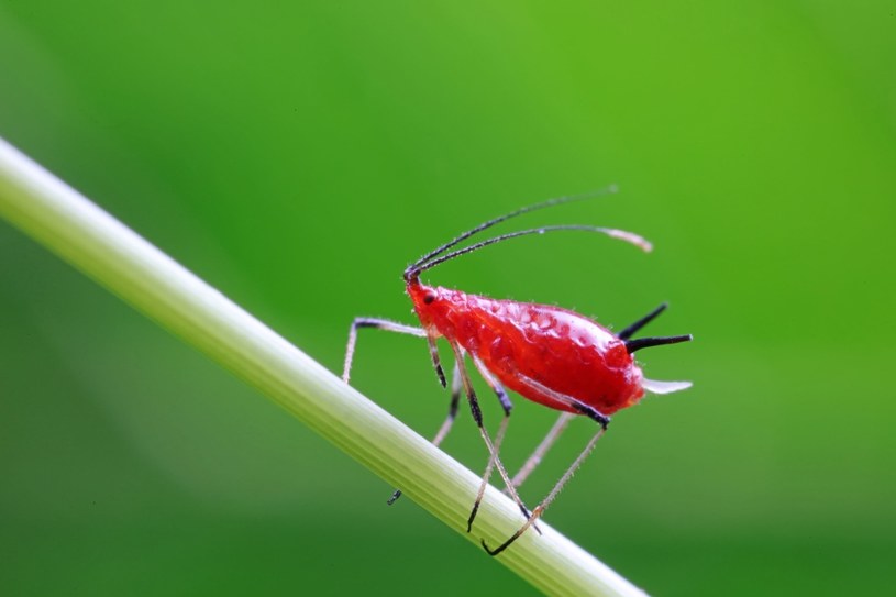 Jeśli zauważyłeś mszyce, działaj natychmiast /123RF/PICSEL
