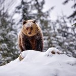 zima w Polsce Jeśli zauważysz je na śniegu, to zawracaj. Leśnik ostrzega