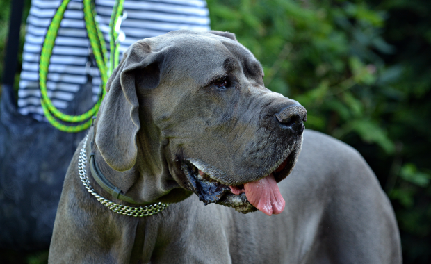 Jest akt oskarżenia ws. śmierci 7-latki, którą zagryzły psy