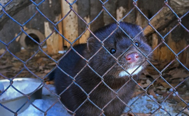 Jest decyzja Sejmu ws. zakazu hodowli zwierząt na futra