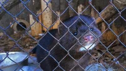 Jest decyzja Sejmu ws. zakazu hodowli zwierząt na futra