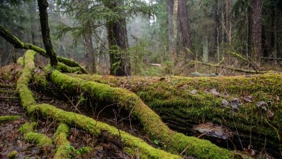 Jest decyzja unijnego trybunału ws. Puszczy Białowieskiej