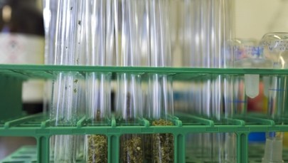 Jest decyzja ws. medycznej marihuany. Minister zdrowia będzie wydawał indywidualną zgodę na leczenie