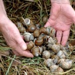 Jest decyzja ws. zbiorów winniczka. Uderza w portfele zbieraczy