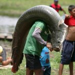 Jest gigantyczna i żarłoczna. Ta ryba zagraża ekosystemowi