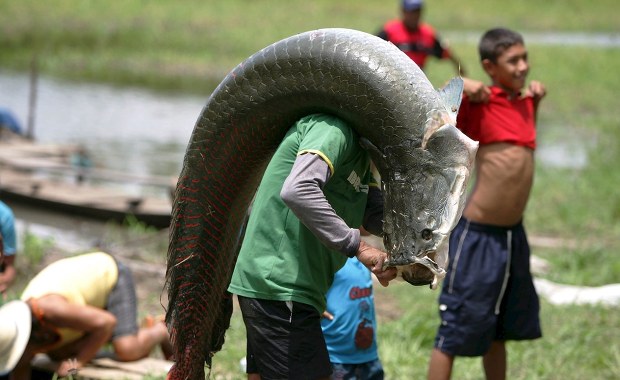 Jest gigantyczna i żarłoczna. Ta ryba zagraża ekosystemowi