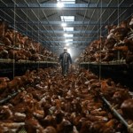 Jest ich trzy razy więcej niż ludzi. Ich przodek wciąż kryje się w lesie