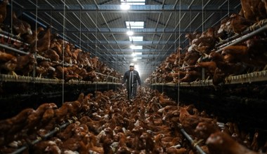 Jest ich trzy razy więcej niż ludzi. Ich przodek wciąż kryje się w lesie