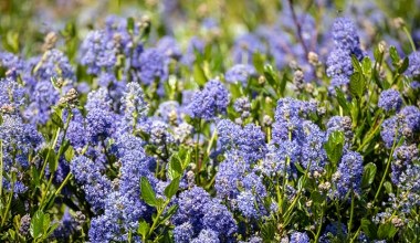 Jest jeszcze piękniejszy od hortensji i zalewa ogród niebieskimi kwiatami. Ja już posadziłam