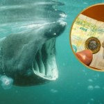 ważka Jest lista zwierząt na brytyjskie banknoty. Wskazali morskiego giganta