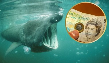Jest lista zwierząt na brytyjskie banknoty. Wskazali morskiego giganta