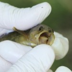 Jest mała, ale żarłoczna. Inwazyjna ryba w polskich wodach