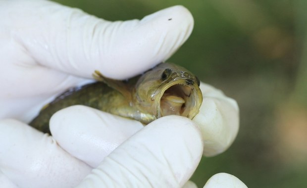 Jest mała, ale żarłoczna. Inwazyjna ryba w polskich wodach