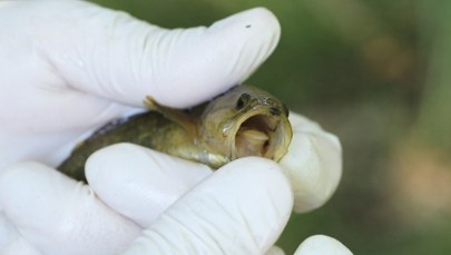 Jest mała, ale żarłoczna. Inwazyjna ryba w polskich wodach