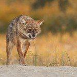 Jest mniejszy od wilka, ale nie boi się ludzi. Widywany coraz częściej