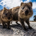 Jest nazywane najszczęśliwszym zwierzęciem na świecie. Nie zawsze jest mu do śmiechu