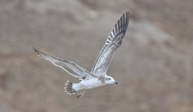 Jest ogromna i przyleciała z daleka. Potężny ptak widziany w Polsce