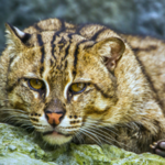 Jest podobny do domowego kota. Natura obdarzyła go wyjątkowymi umiejętnościami