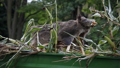 Jest porozumienie z rolnikami ws. pól niszczonych przez dziki