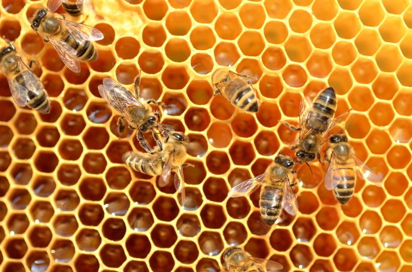 Jest ratunek dla pszczół - genetycznie modyfikowane bakterie mikroflory jelitowej /123RF/PICSEL