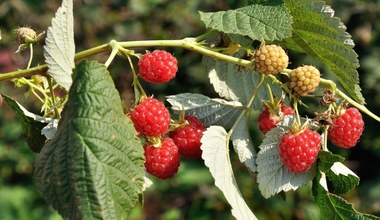 Jest reakcja na skargi plantatorów malin. Ruszyły kontrole