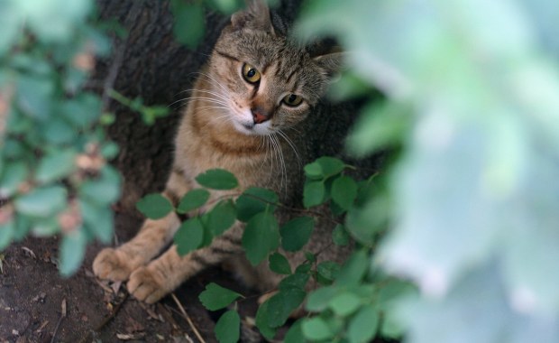 Jest sądowy finał historii kota, który zjadł rybki sąsiada i brudził w ogrodzie
