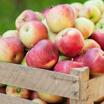 Jest śledztwo w sprawie skupu jabłek zorganizowanego przez resort rolnictwa