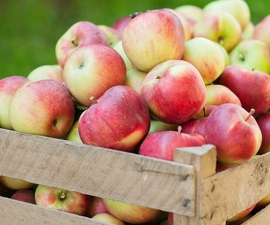 Jest śledztwo w sprawie skupu jabłek zorganizowanego przez resort rolnictwa