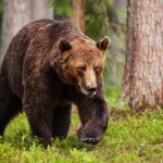 Jest śledztwo w sprawie znaleziska w lesie. To może być niedźwiedź