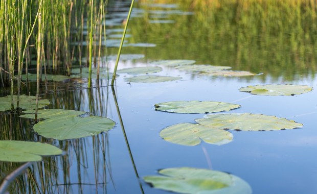 Jest śledztwo ws. tragedii w Rybniku. Chłopiec utonął w oczku wodnym