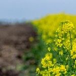 Jest sposób na mniejsze zużycie nawozów. Naukowcy zachwyceni