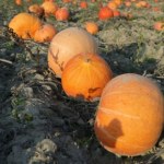 Jest symbolem jesieni i Halloween. Co dynia ma wspólnego z mamutami?