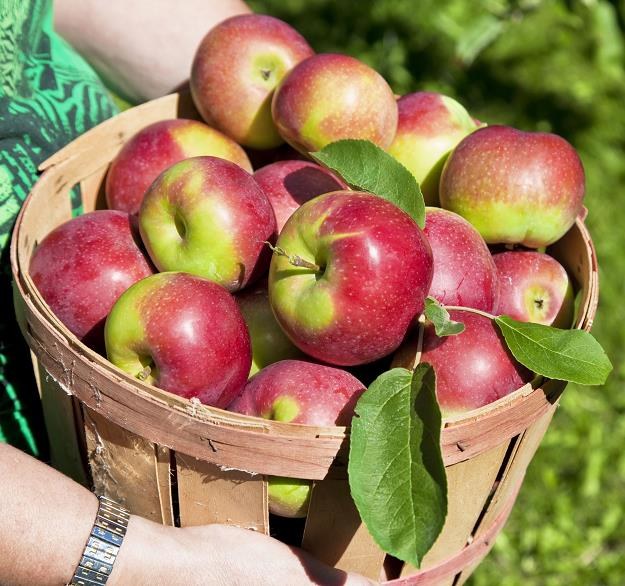 Jest szansa na eksport jabłek z Polski do USA /&copy;123RF/PICSEL