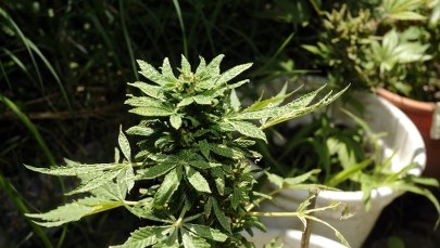 Jest szansa na lek dla uzależnionych 