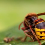 zapach Jest zapach, który działa na szerszenie jak alarm. Uciekną, gdy go wyczują