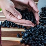aronia Jest zdrowsza niż borówki. Ten zapomniany owoc pomoże wspierać serce