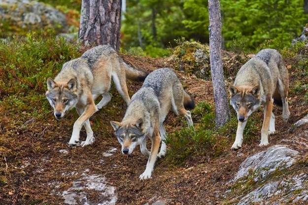 Jest zgoda na płoszenie wilków, które krążą wokół osiedli i domów w gminie Ustrzyki Dolne /Shutterstock
