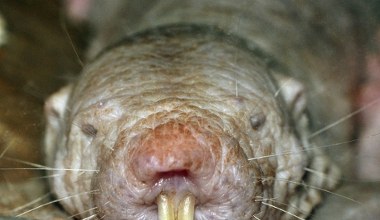 Jest zupełnie nagi i ma potężne zęby. Wytwarza pod ziemią narkotyk