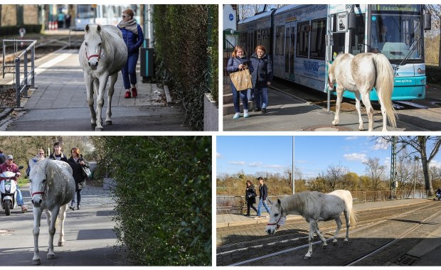 "Jestem na przechadzce, nie uciekłam". Klacz samotnie spaceruje ulicami Frankfurtu