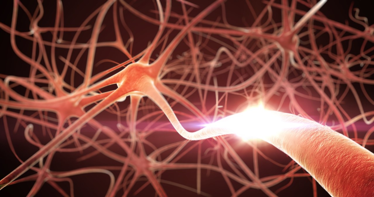 Jesteśmy coraz bliżej regeneracji osłonek mielinowych /123RF/PICSEL