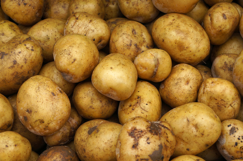 Jesteśmy jednym z czołowych producentów ziemniaków na świecie. Spore ilości tego warzywa trafiają także na nasze talerze /123RF/PICSEL
