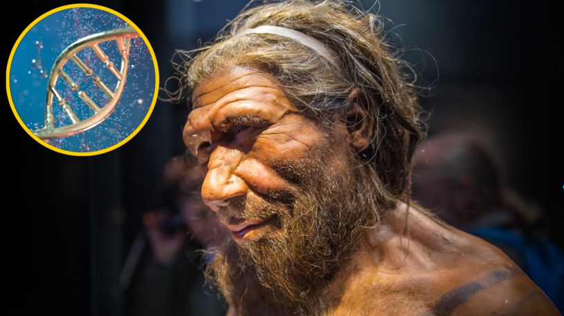 Jesteśmy rannymi ptaszkami dzięki krzyżowaniu się Homo sapiens z neandertalczykami? /123RF/PICSEL