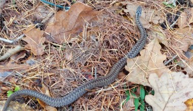 Jeszcze nie zapadły w zimowy sen. Leśnik natknął się na nią w lesie