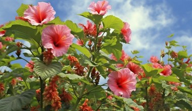 Jeszcze piękniejsza od róży. Cieszy oko w ogrodzie i w mieszkaniu