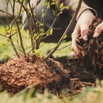 Jeszcze w maju podsyp tym borówkę amerykańską. Nie nadążysz ze zbieraniem owoców